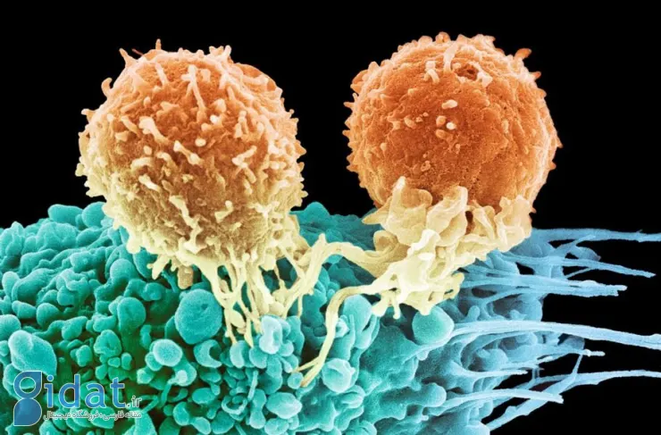 محققان 99 درصد از سلول های سرطانی را در آزمایشگاه با ارتعاش مولکولی نابود کردند