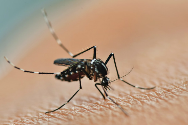 پشه مالاریا حشره کش‌ را با پاهایش شناسایی می‌کند