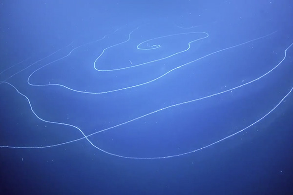 کشف موجود لوله ای شکل عجیب در اعماق آب های استرالیا [تماشا کنید]
