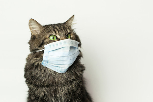 داروی درمان کرونا در گربه ها ممکن است برای انسان هم اثربخش باشد