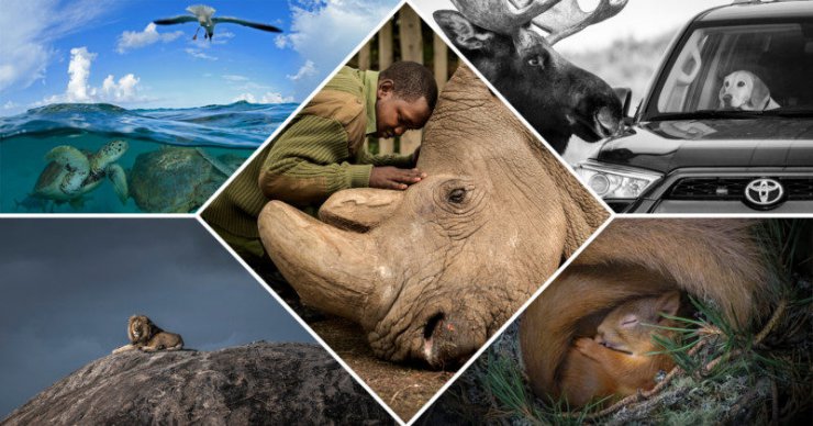 تصاویر منتخب مردمی در مسابقه عکاسی حیات وحش 2020 مشخص شدند