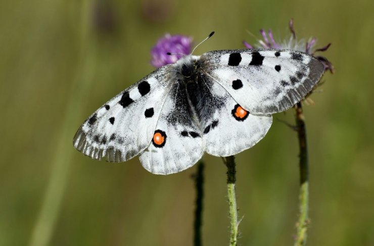 محققان معمای پرواز کردن پروانه ها را سرانجام حل کردند