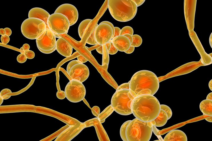 محققان سرنخ هایی از منشاء قارچ مرموز و مرگبار Candida auris پیدا کردند
