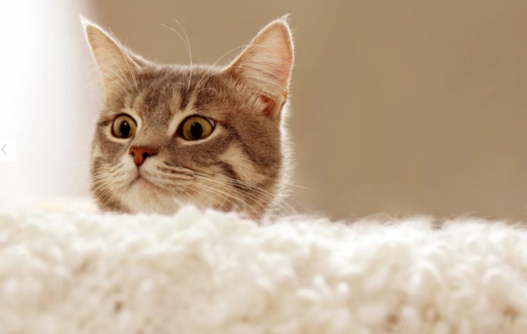 پژوهشی جدید انتقال ویروس کرونا از انسان به گربه را تایید می کند