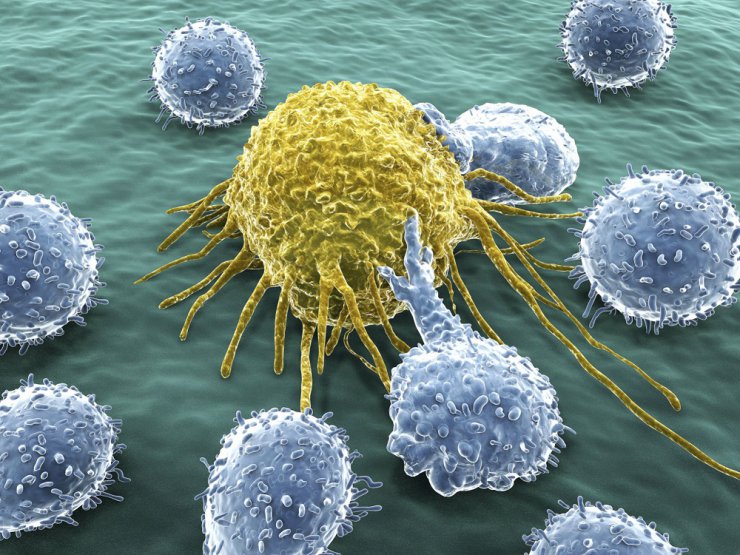 پژوهشگران با دستکاری سلول های «لنفوسیت تی» می خواهند رشد تومورها را متوقف کنند