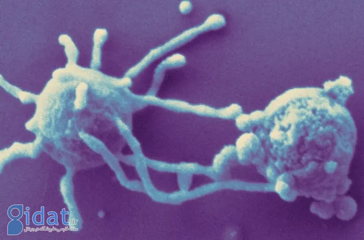 Researchers: The evolution of the human defense system against viruses began 2 billion years ago