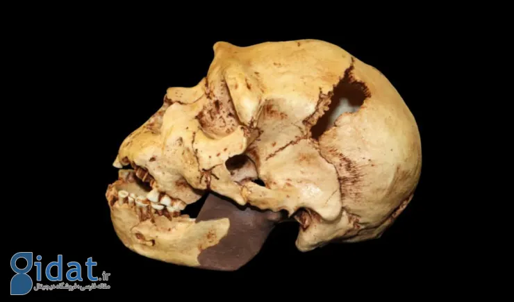 تحقیق جدید: اجداد انسان‌های مدرن حدود یک میلیون سال پیش تقریباً منقرض شده بودند
