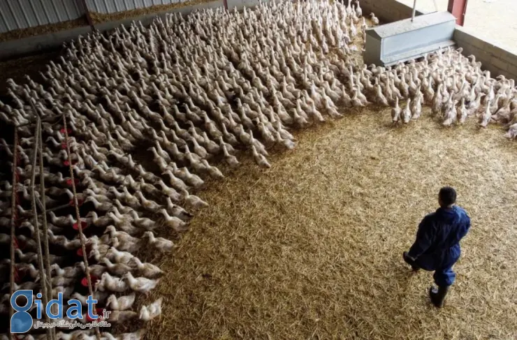 انستیتو پاستور فرانسه: اگر آنفولانزای مرغی جهش یابد، می‌تواند باعث همه‌گیری شدیدتری نسبت به کرونا شود