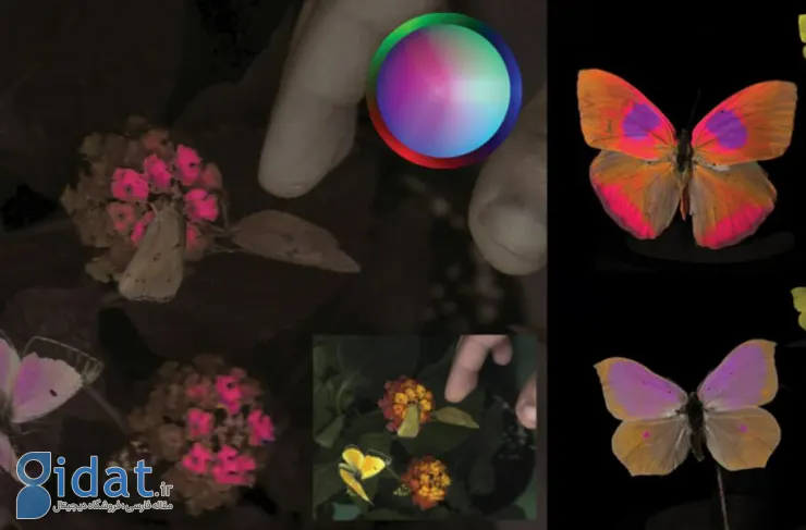 دستاوردهای جذاب محققان؛ دوربینی که نحوه درک رنگ ها را در چشم حیوانات نشان می دهد