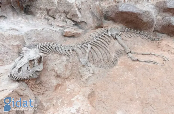 محققان: فسیل دایناسور ۷۰ میلیون ساله ممکن است به درمان سرطان کمک کند