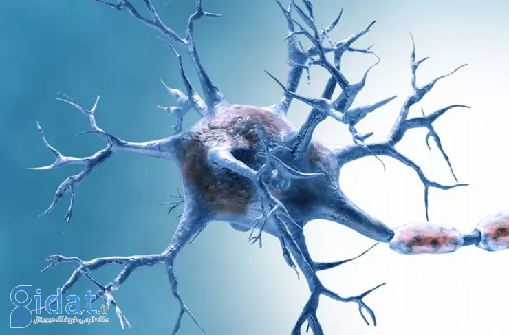 دانشمندان پروتئینی را کشف کرده‌اند که می‌تواند پیری مغز را در آزمایشگاه معکوس کند