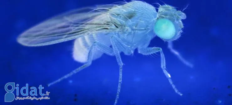مطالعه جدید: دیدن مگس های مرده باعث می شود مگس های دیگر زودتر بمیرند