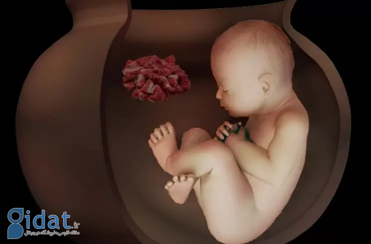 آیین تدفین عجیب ایرانیان باستان؛ دو جنین ۶۵۰۰ ساله در تپه چپرآباد ایران کشف شد