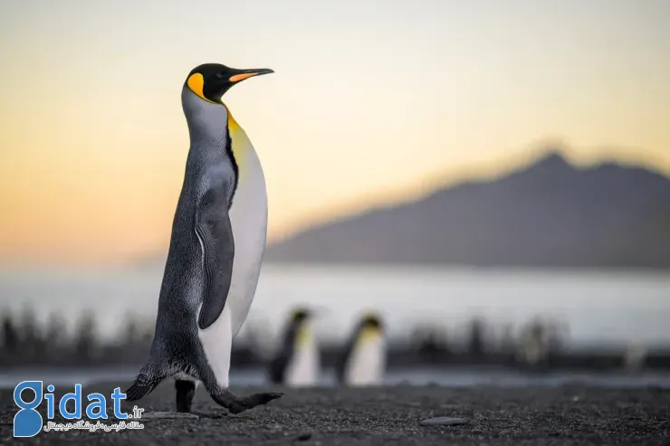 مسابقه عکاسی پرندگان ۲۰۲۵