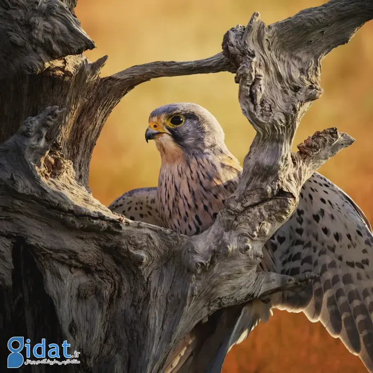 مسابقه عکاسی پرندگان ۲۰۲۵