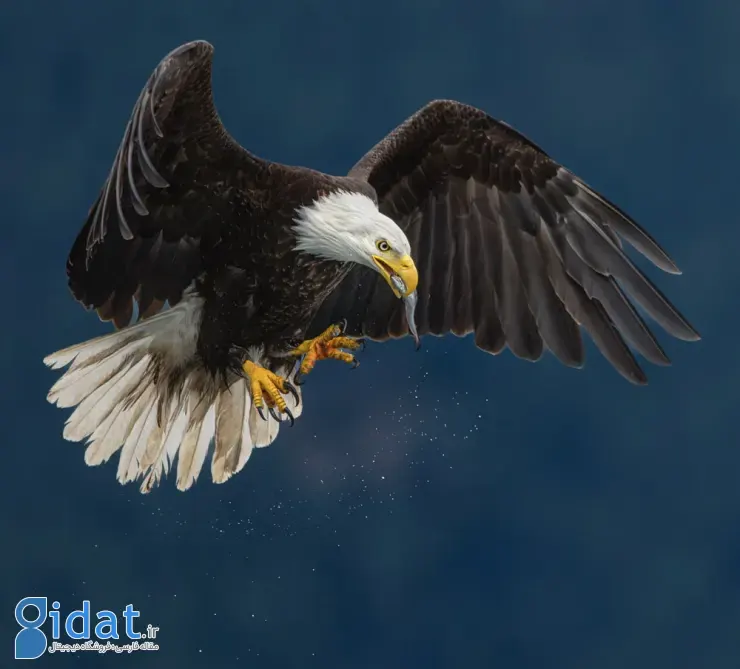 مسابقه عکاسی پرندگان ۲۰۲۵