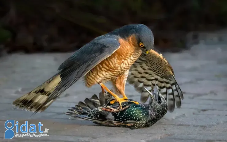 مسابقه عکاسی پرندگان ۲۰۲۵