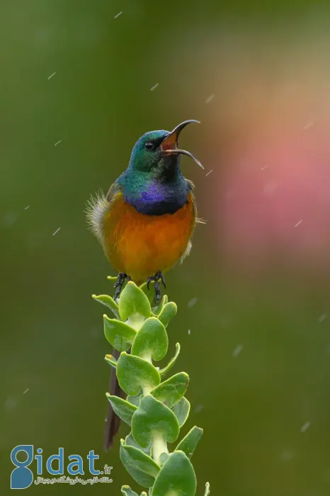 مسابقه عکاسی پرندگان ۲۰۲۵