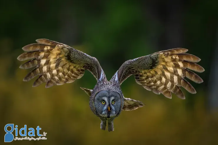 مسابقه عکاسی پرندگان ۲۰۲۵