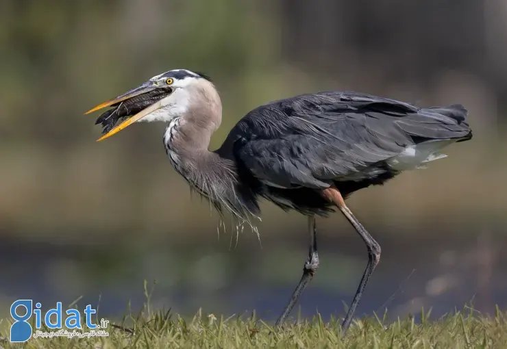 مسابقه عکاسی پرندگان ۲۰۲۵