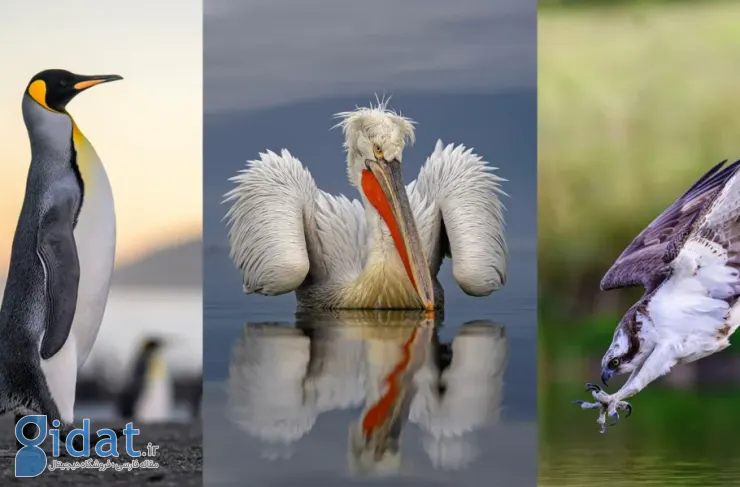 برندگان مسابقه عکاسی پرندگان SINWP 2025 اعلام شدند؛ پلیکان باشکوه