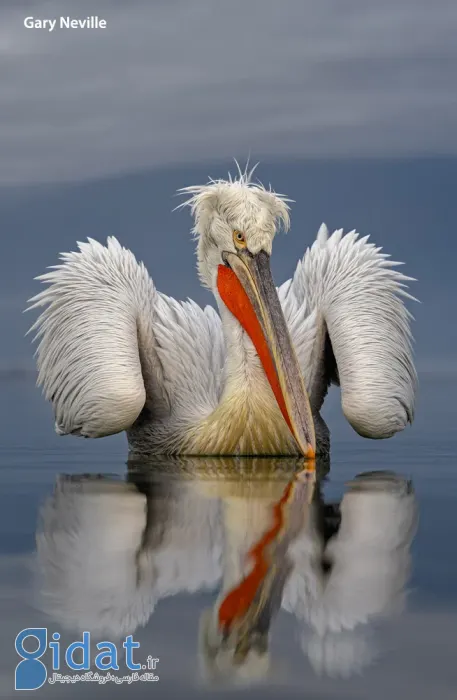 مسابقه عکاسی پرندگان ۲۰۲۵