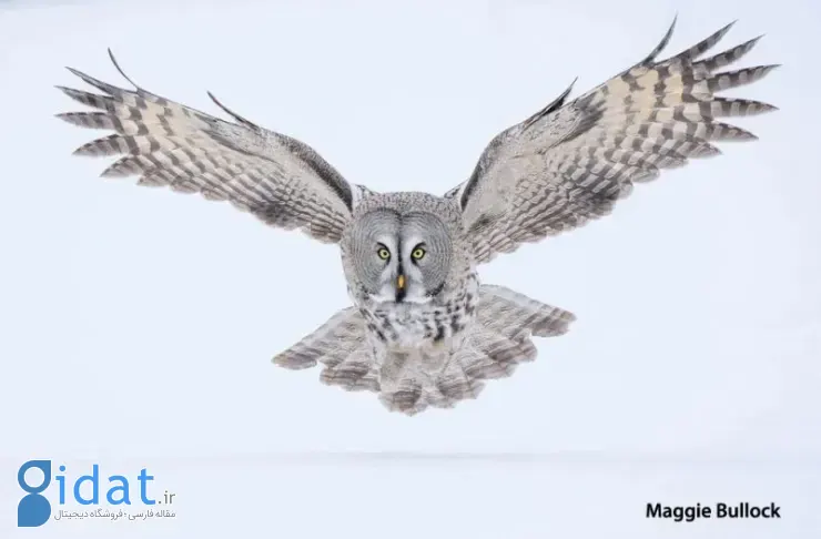 مسابقه عکاسی پرندگان ۲۰۲۵