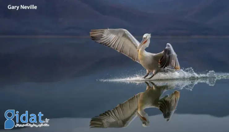 مسابقه عکاسی پرندگان ۲۰۲۵