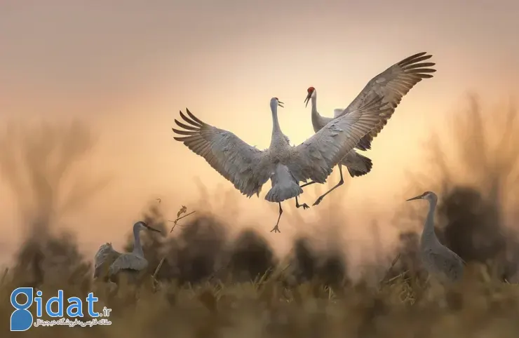 مسابقه عکاسی پرندگان ۲۰۲۵