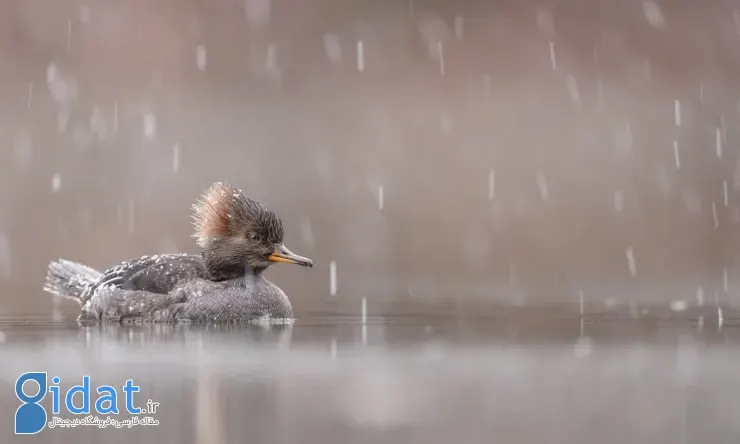 مسابقه عکاسی پرندگان ۲۰۲۵