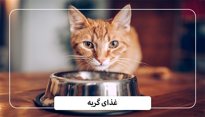 غذای گربه
