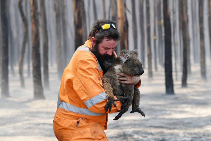 آیا واقعا نیم میلیارد حیوان در آتش سوزی های استرالیا کشته شده اند؟