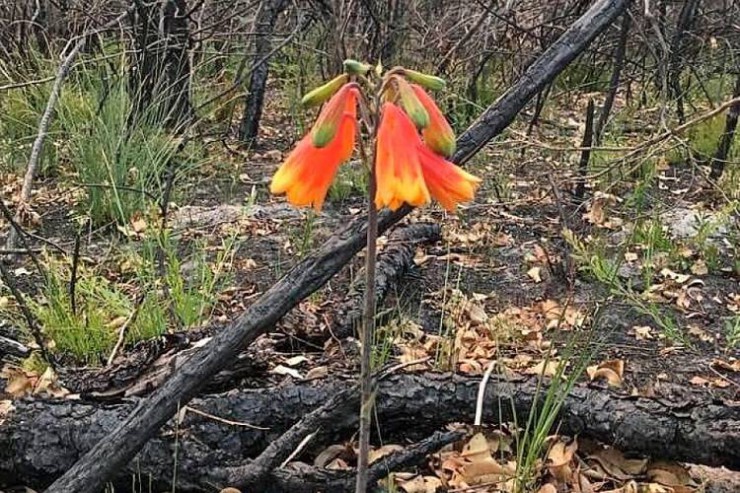 شکوفایی گیاهان بومی پس از آتش سوزی های استرالیا
