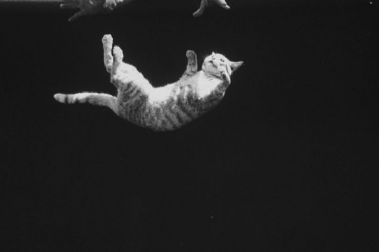 چرا گربه ها بعد از سقوط از ارتفاع، همیشه روی پاهایشان فرود می آیند؟