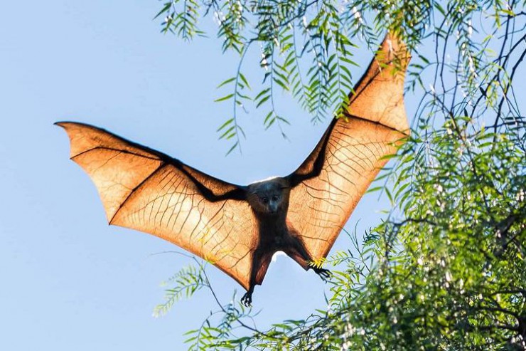 خفاش های استرالیا درمعرض خطر قاتلی خاموش