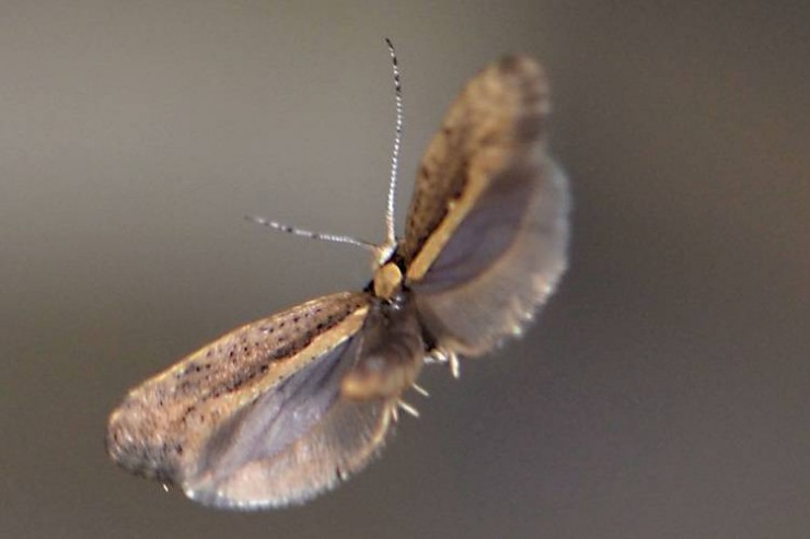 موفقیت دانشمندان درزمینه استفاده از حشرات مهندسی شده برای کنترل آفات