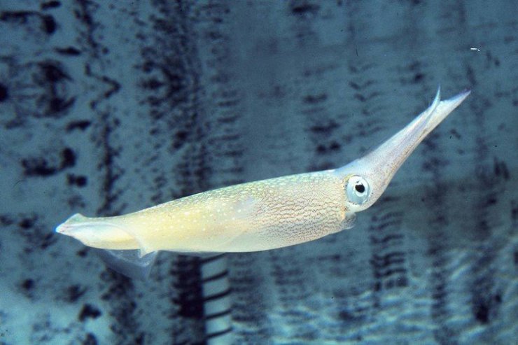 ابزار ویرایش ژن در ماهی مرکب؛ راه گشای درمان بیماری های ژنتیکی در انسان