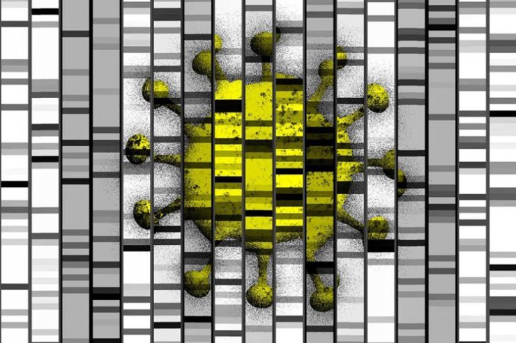 چرا کووید ۱۹ برخی افراد را به شدت بیمار می کند؟ از DNA آن ها بپرسید