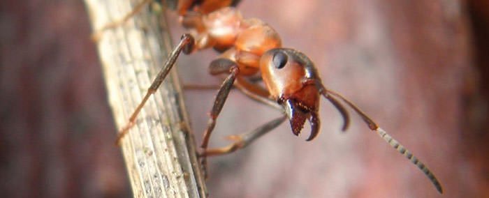 مورچه های جنگلی حافظه کوتاه مدت و بلندمدت متفاوتی دارند