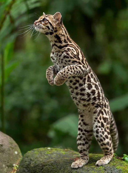 عکاسی حیات وحش؛ ۳۰ عکس از حیوانات زیبای جنگل های کاستاریکا