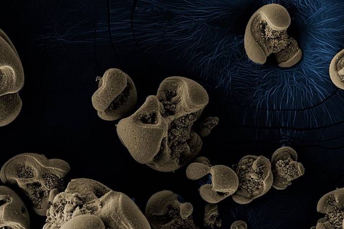 پژوهشگران نوعی باکتری فلزخوار شناسایی کرده اند