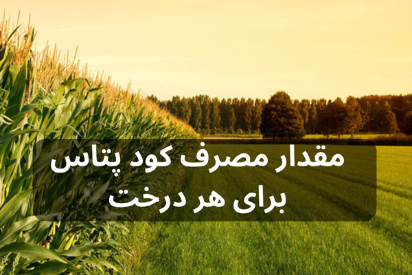 مقدار مصرف کود پتاس برای هر درخت + نکات 1404