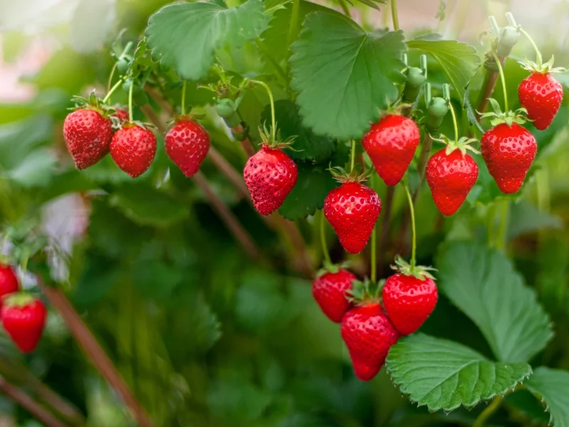 بهترین کود برای توت فرنگی + تناژ بالا در 1404
