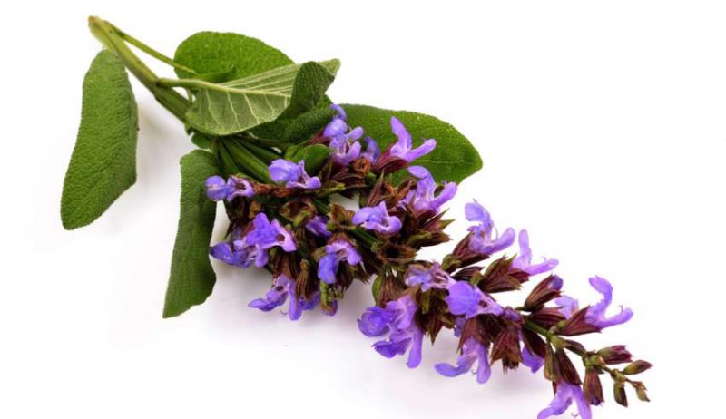 خواص و فواید مریم‌گلی؛ گیاهی پرخاصیت با قدمتی هزارساله