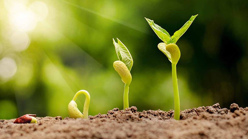 بهترین کود فسفر بالا خارجی برای گیاهان مختلف