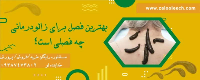 راز سلامتی در بهار: چرا بهار بهترین فصل برای زالودرمانی است؟