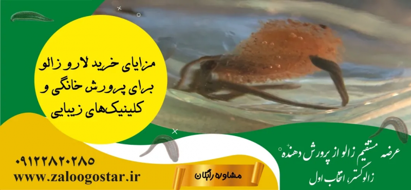 چرا پرورش لارو زالو در خانه و کلینیک‌ها سودآور است؟