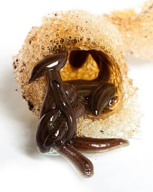 ویژگی‌های لارو سالم برای خرید لارو