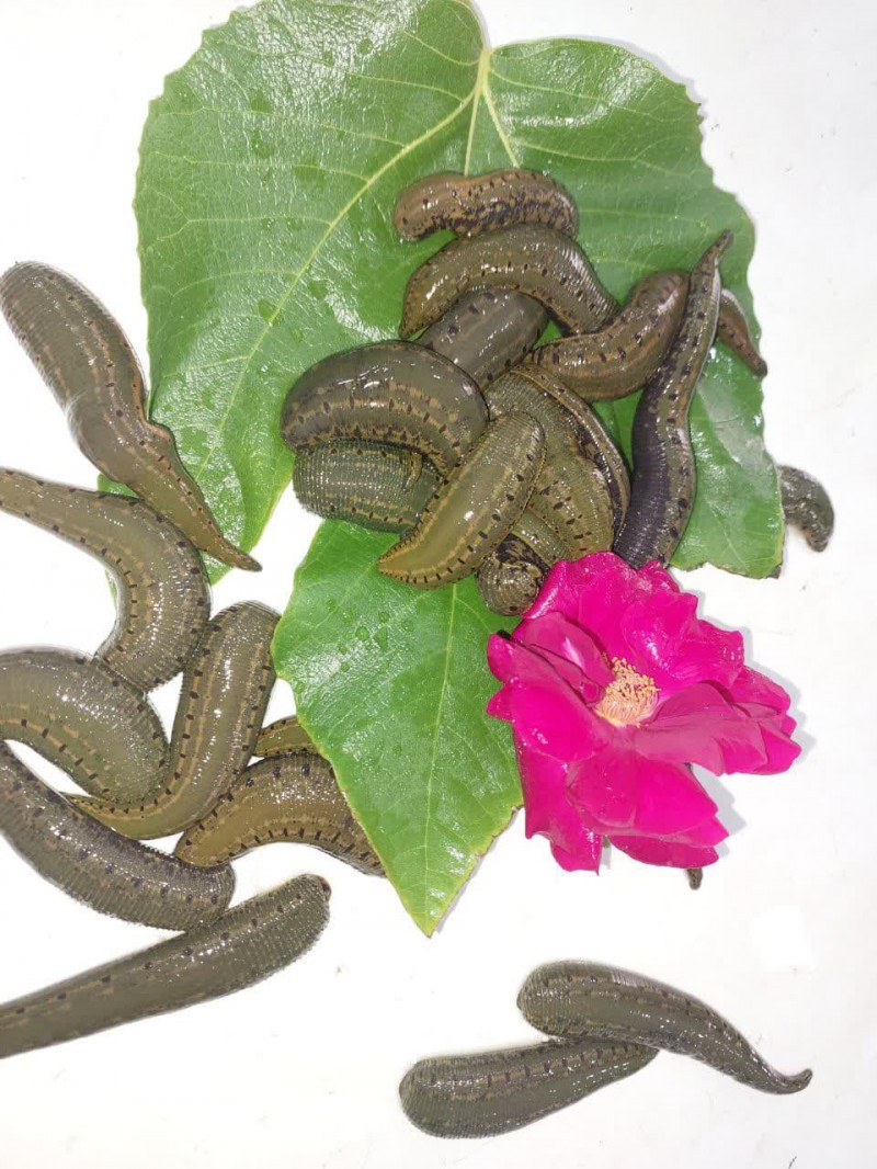 وام پرورش زالو راسته؟؟