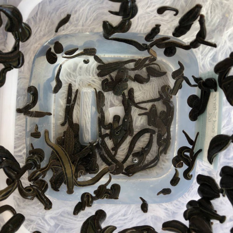 از کجا بفهمیم زالو قبلاً استفاده شده؟